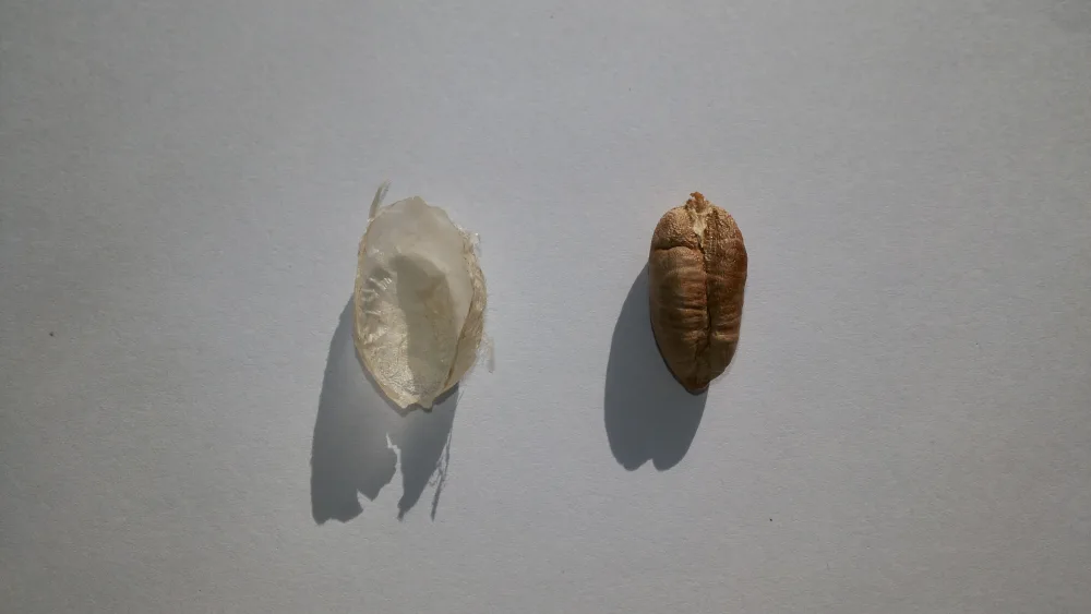 Kurma Sukari Al Qassim Saudi Arabia